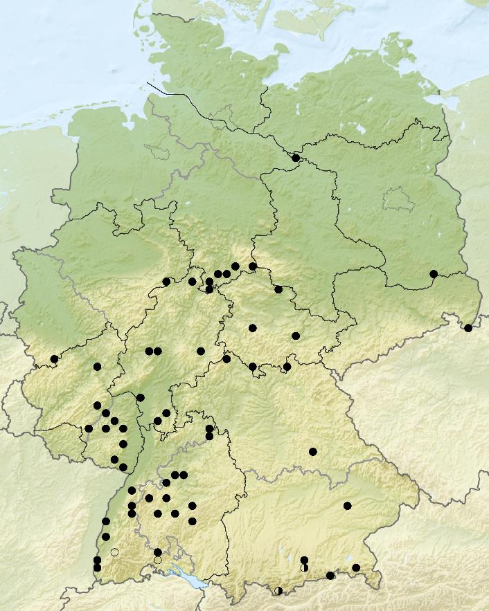 Orion-Bild